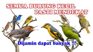 Suara Pikat Burung Kecil Ribut Kombinasi SOGON