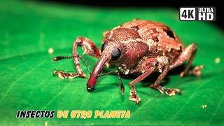 AMERICA DEL SUR: Los INSECTOS Más Sorprendentes del PLANETA | Documental Mega Episodio