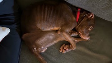 Frail Dog Was Barely Standing— She Only Knew Cold And Hunger, Until She Found Love!