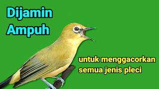 PLECI GACOR suara ngalas Rame   PANCINGAN PLECI super ampuh LANGSUNG NYAUT 💯% PATEN