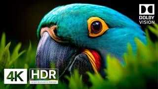 Savage Nature 🐾 4K HDR 240FPS Video Dolby Vision