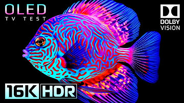 Mind-Blowing HDR Performance | Dolby Vision 16K Video ULTRA HD (120 FPS)