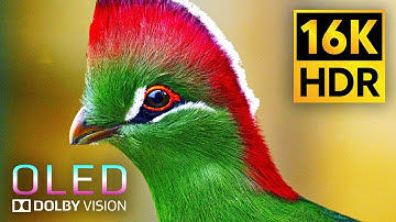 Mind-Blowing HDR Performance | Dolby Vision 16K Video ULTRA HD (120 FPS)