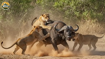 African Savannah – Where One Wrong Move Means Instant Death