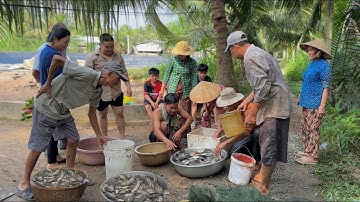 Tát Mương Bắt Cá Đồng Ở Bến Tre - Vui Như Tết | Chuyện Phương Kể