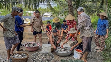 Tát Mương Bắt Cá Đồng Ở Bến Tre - Vui Như Tết | Chuyện Phương Kể