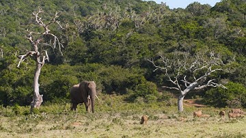 De beste manier om wakker te worden in de wildernis?