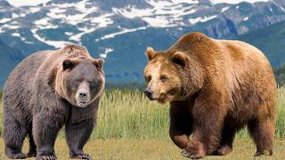 Grizzly Bear vs Brown Bear, Size And Habitat: How To Tell Them Apart