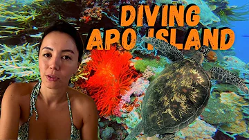 Why Apo Island is one of the Best Diving Destinations in the Philippines