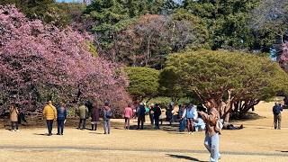 Japan Cherry Blossoms - Kawazu Sakura at Shinjuku Gyoen Garden | JAPAN TRAVEL GUIDE