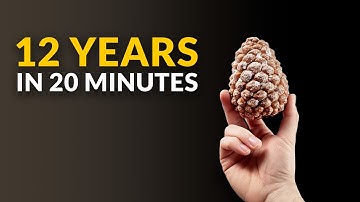 I spent 12 Years Filming Plants┃Timelapse Compilation