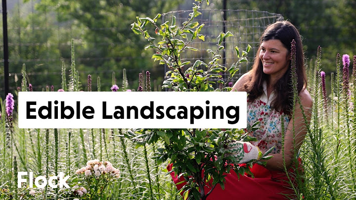 EDIBLE LANDCAPING in a SMALL BACKYARD GARDEN — Ep. 316