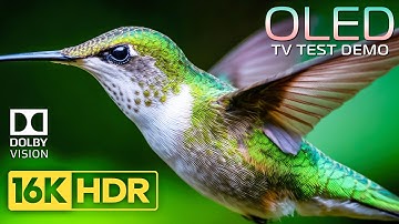 INSANE 16K HDR Dolby Vision 120fps | Future Display Test for 2026 TVs