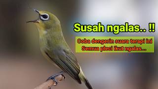 SUARA PLECI gacor ngalas || PANCINGAN TERCEPAT MENGUNDANG BUNYI BURUNG PLECI SUPER AMPUH 💯% NYAUT