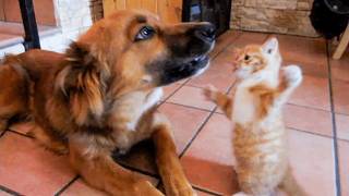 Cats VS. Dogs 💥 | Hilarious Cat & Dog Video Compilation