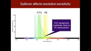 Antibodies in Multicolor Flow Cytometry: Panel Design Basics