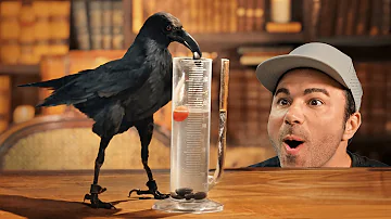 Testing The World's Smartest Crow