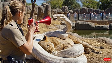 rescue animal:Zookeeper Rescues Lioness from Giant Python Attack
