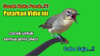 PLECI GACOR suara Ngalas! BURUNG PLECI Mriwik Gacor merangsang PLECI BAHAN ikut mriwik sampai BUKPAR