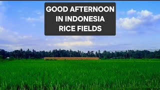 GOOD AFTERNOON IN THE RICE FIELDS OF INDONESIA #viral #trending #relaxation