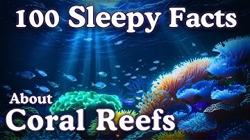 The Most Relaxing Facts About Coral Reefs to Fall Asleep To - Dreamy Science