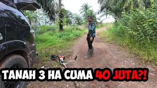 Today's Activities at the Palm Oil Plantation: Cutting Grass, Then Finding 3 Hectares of Land for...