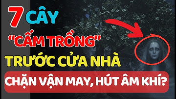 7 Loại Cây “Cấm Trồng” Trước Cửa Nhà: Chặn Vận May, Hút Âm Khí? Phong Thủy & Góc Nhìn Phật Pháp