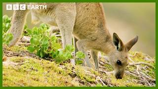 Kangaroos Take a Trip to the Beach | Animals With Cameras | BBC Earth