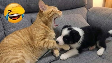 De gekste katten op aarde gedragen zich als cabaretiers 😂 Grappige kattenvideo