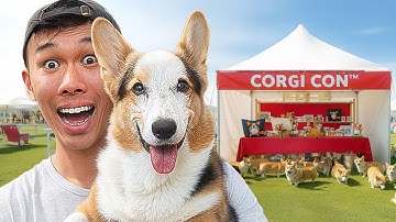 Wat gebeurt er ECHT op CorgiCon? || Leven na de universiteit: Afl. 812