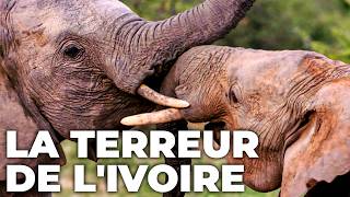 In the land of Kenya's last elephants