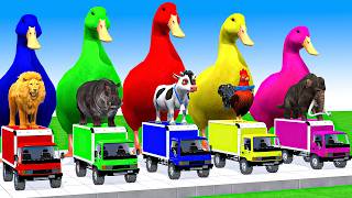 5 Giant Duck Cartoon, Cow, Mammoth, Elephant, Lion, Paint Wild Animals Crossing Fountain Animation