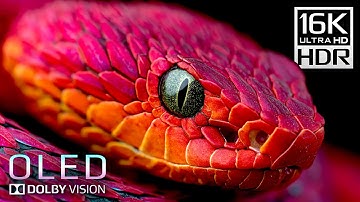 Real OLED Dolby Vision Demo - 16K Video ULTRA HD 60fps HDR Test