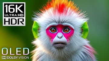 Real OLED Dolby Vision Demo - 16K Video ULTRA HD 60fps HDR Test