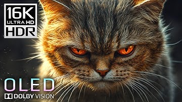 Real OLED Dolby Vision Demo - 16K Video ULTRA HD 60fps HDR Test