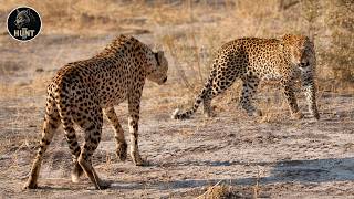 Deadliest Clashes of Legendary Predators in the Wild Savanna | Animal Documentary
