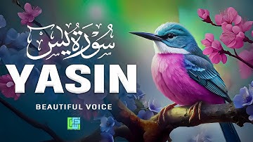 Surah Yaseen (Yasin) سورة يس | Relaxing Quran for Stress Relief & Deep Sleep #quranforsleep