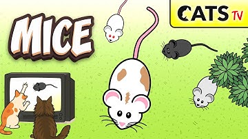 CAT TV 📺 The BEST Mouse 🐭🧀 3D Mice game 😻 4K 🔴 120FPS