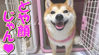 A Shiba Inu smiles and praises his mother as she gets rid of insects that are dangerous to dogs.