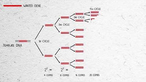 How Reverse Transcriptase Affects Ct in RT-qPCR Gene Expression