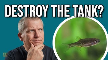 My Shrimp Tank is a DISASTER but I found CPD Fry! (Rescape or Leave?)