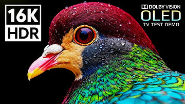 Incredible Dolby Vision HDR 16K Video 120fps (8K/4K OLED TV)