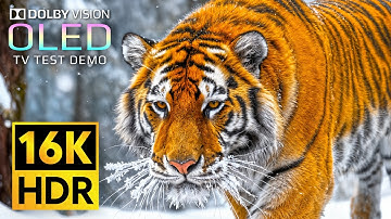 Incredible Dolby Vision HDR 16K Video 120fps (8K/4K OLED TV)