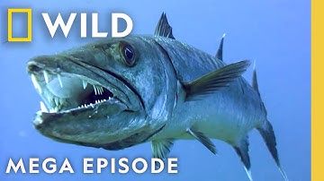 Die Hard, In Cold Blood, & Underwater Killers | World