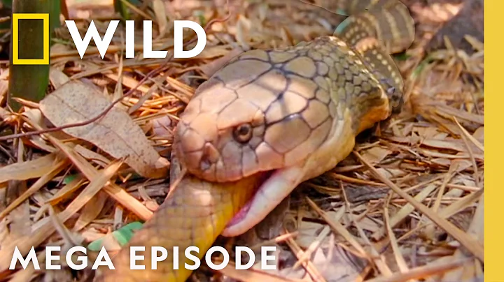 Animal Kingdom: Eat or Be Eaten | World's Deadliest MEGA Episode | Nat Geo Animals