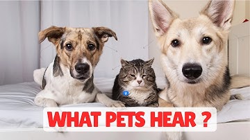 What Dogs & Cats Hear When We Speak