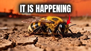 De insectenapocalyps is HIER (72% verdwenen in 20 jaar) | Calm Science