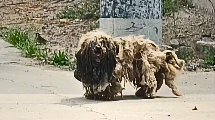 This stray dog with matted fur like a "monster" wanders the streets alone, knowing no one likes him.
