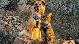 The Incredible Friendship of a Rescued Cat and Dog