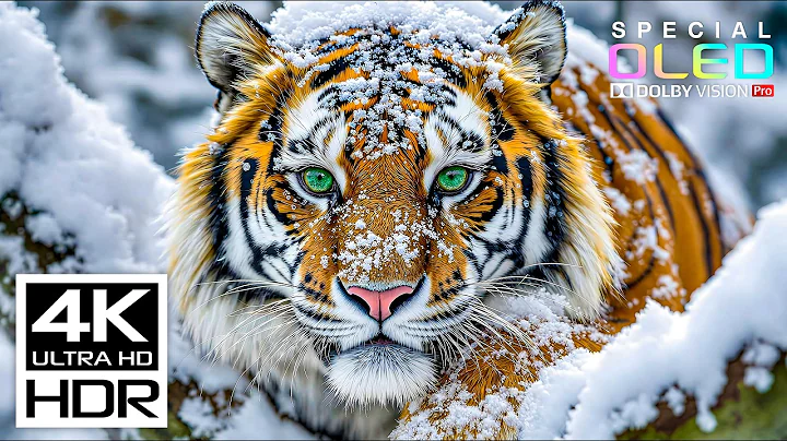 Most Amazing 4K HDR 120FPS🌿Dolby Vision (8K/4K Video TV)